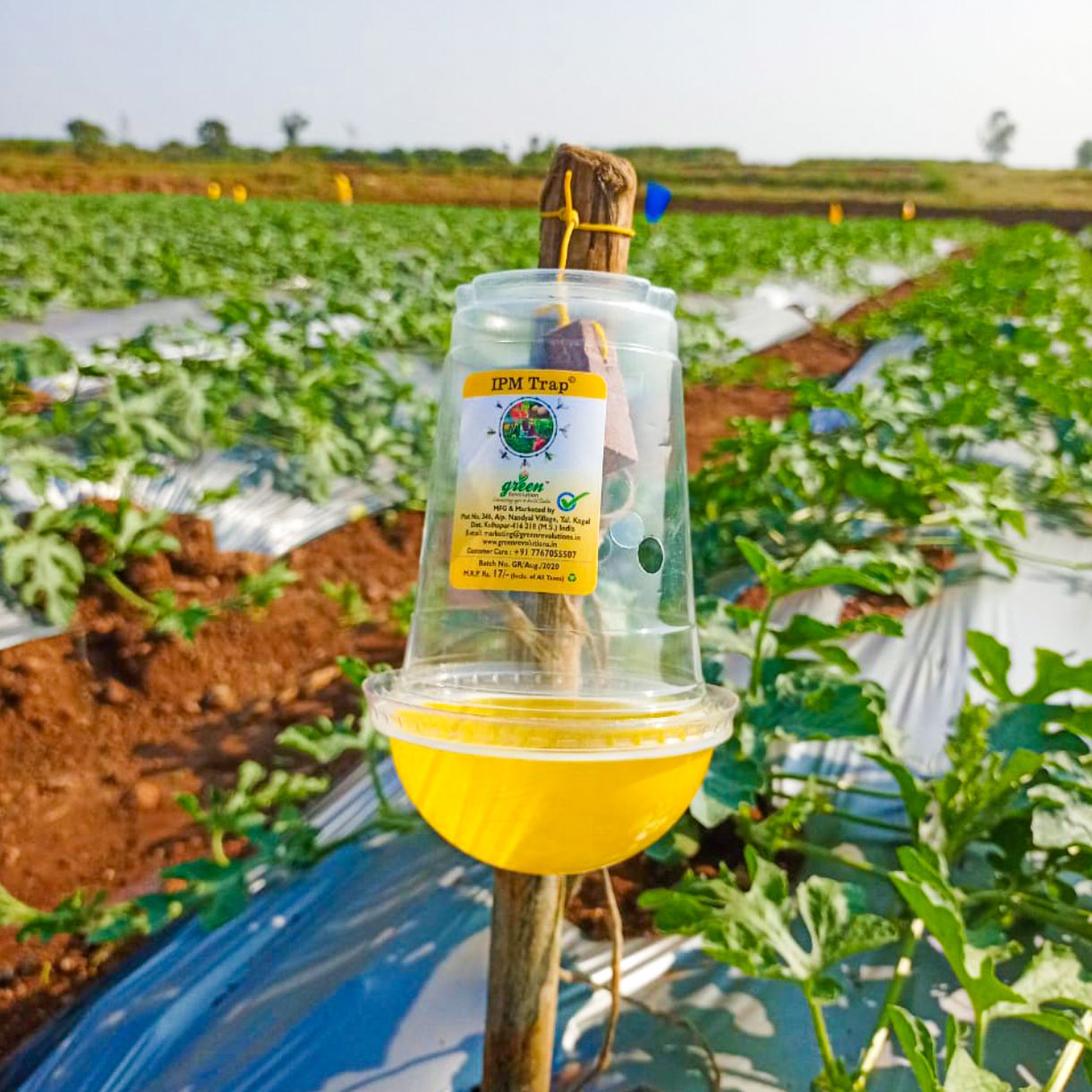 Green Revolution IPM Trap