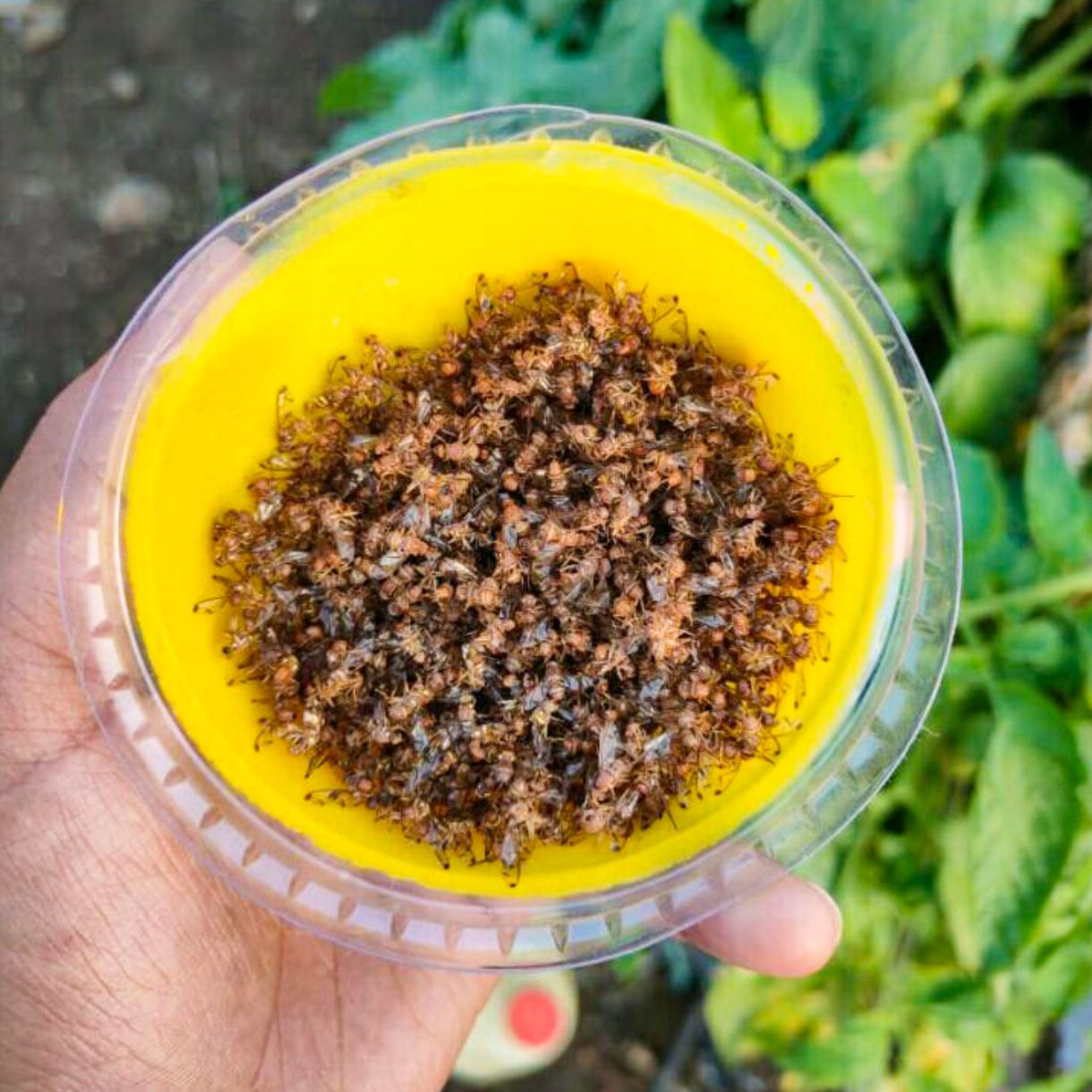 Green Revolution IPM Trap