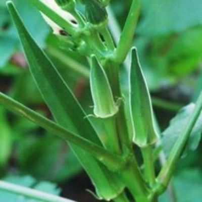 Okra / Lady Finger IVORH-152 250 grams