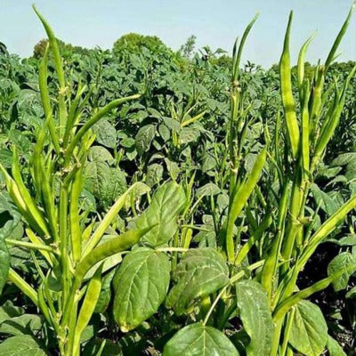 Clusterbean / Guar IVTMP-03 250 grams
