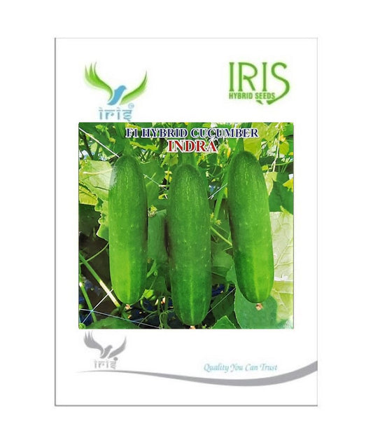 Cucumber / Kakri F1 Iris Indra