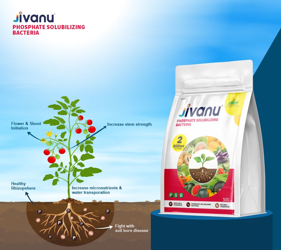 Green Revolution Jivanu Phosphate Solubilizing Bacteria (PSB)