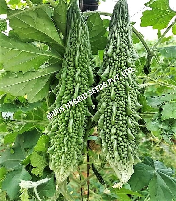 BitterGourd / Karela F1 Iris Jyoti