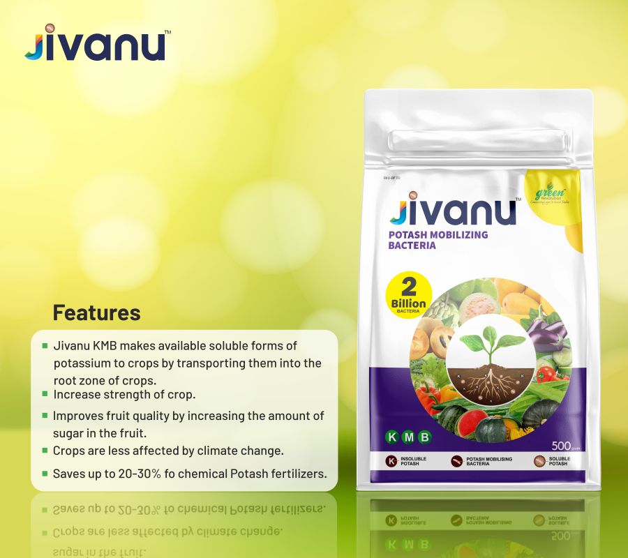 green Revolution Jivanu Potassium Solubilizing and Mobilizing Bacteria (KMB) - 500 grams