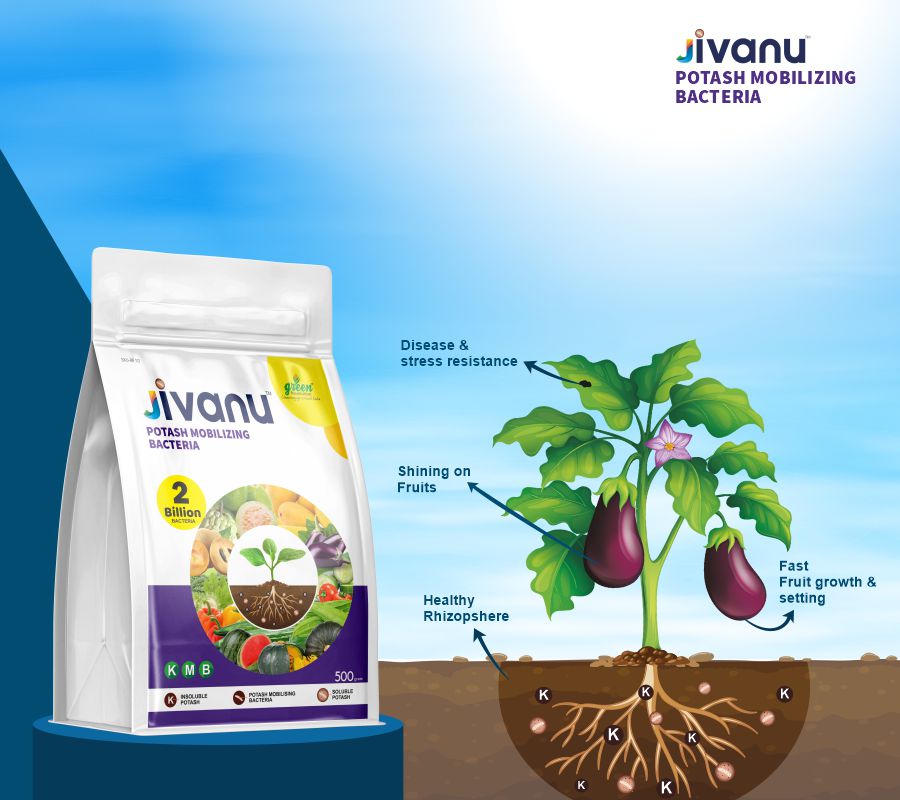 green Revolution Jivanu Potassium Solubilizing and Mobilizing Bacteria (KMB) - 500 grams