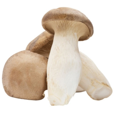 SporeKart Shroomness King Oyster Mushroom Spawn (Seeds)