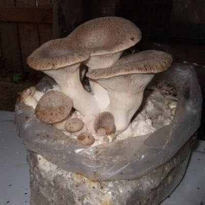 SporeKart Shroomness King Oyster Mushroom Spawn (Seeds)