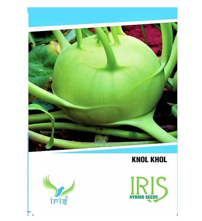 Iris Imported Knol Khol