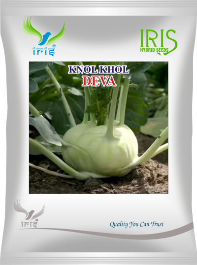 Knol Knol Iris Deva