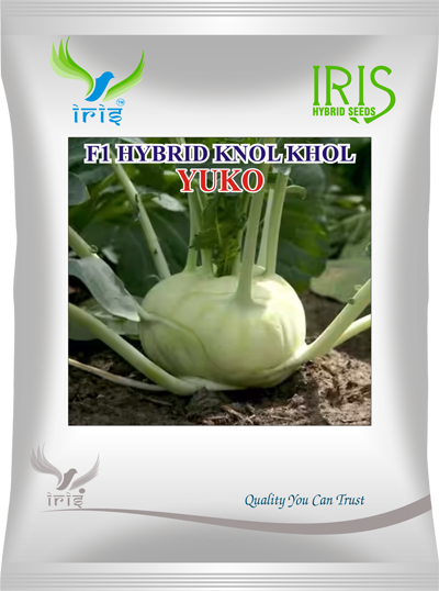 Knol Knol Iris Yuko