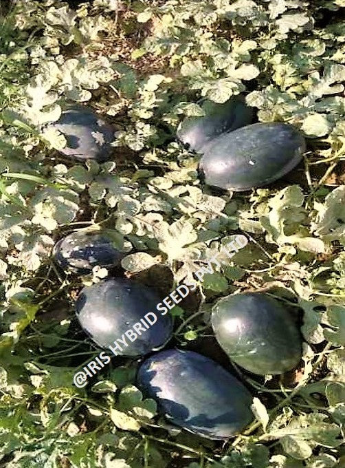 Watermelon F1 Iris Kuber (Sugar Baby Type)