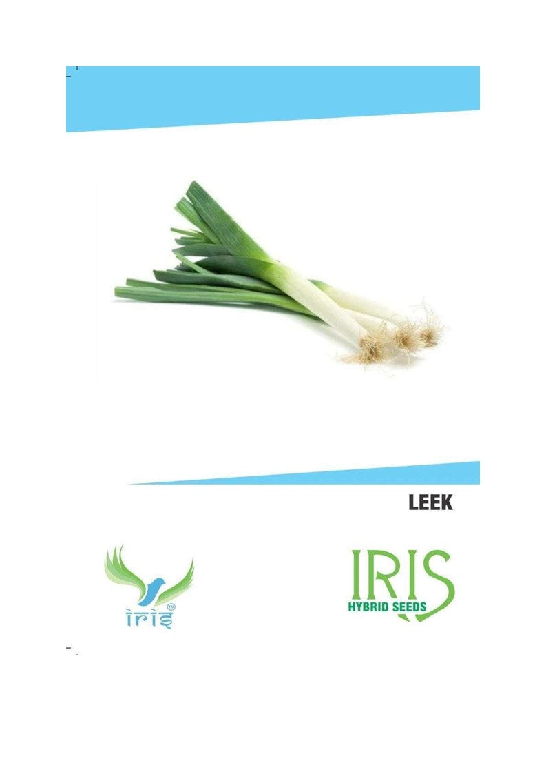 Iris Imported Leek