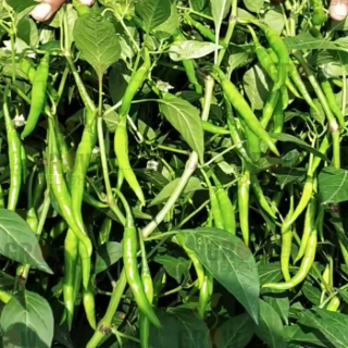 Chilli / Hot Pepper F1 Lightning-369