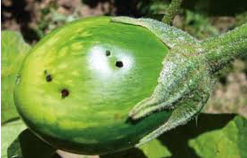 Brinjal Pheromone Lure for Brinjal Fruit & Shoot Borer