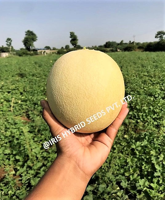 Muskmelon / Kharbooja F1 Iris Melon-123