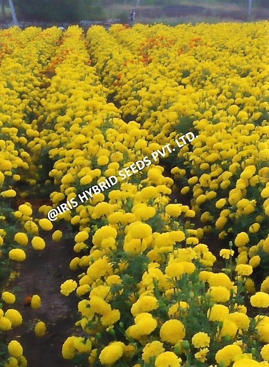 Marigold Yellow Iris F1 IHS-108