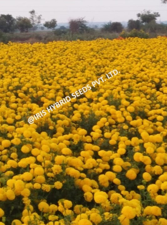Marigold Yellow Iris F1 IHS-303
