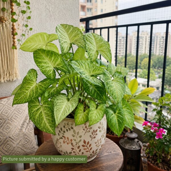 Ecotika Magical Monstera - Premium Tropical Foliage Plant Food