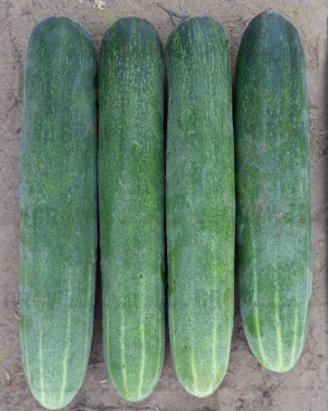 Cucumber / Kakri F1 Maharaja-09