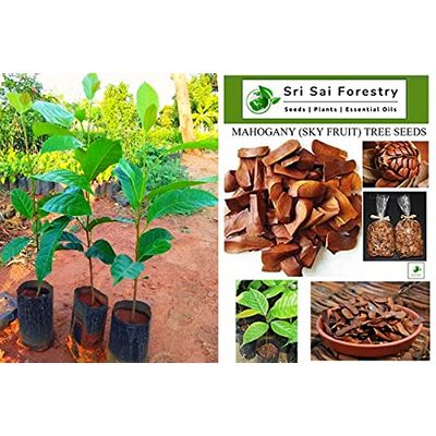 Mahogany (Sky Fruit/ Kadva Badam/ Sugar Badam) Tree seeds
