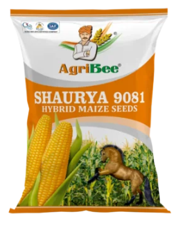 AgriBee F1 Maize Seeds Shaurya 9081