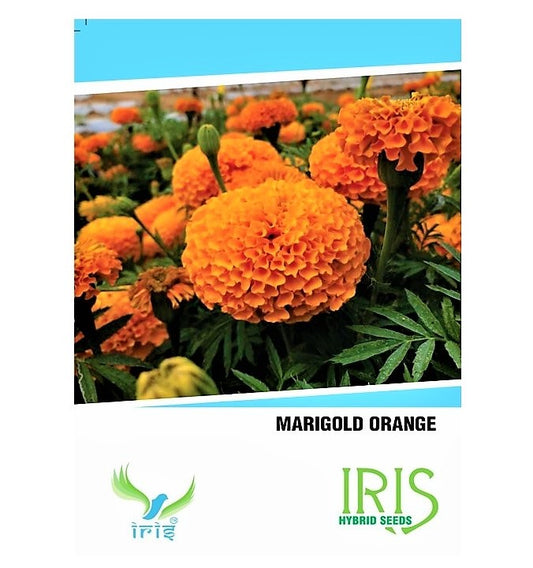 Iris F1 Marigold Orange Seeds