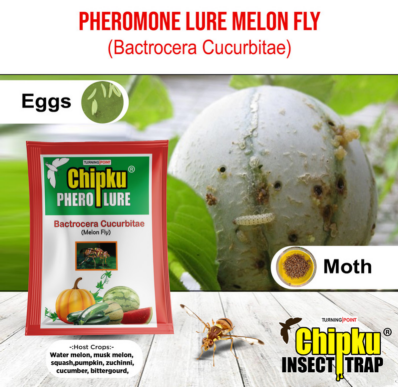 Chipku Pheromone Eco Trap with Melon Fly Lure (Combo Pack of 5)