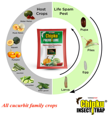 Chipku Pheromone Mac Phill Trap with Melon Fly Lure (Combo Pack of 5)