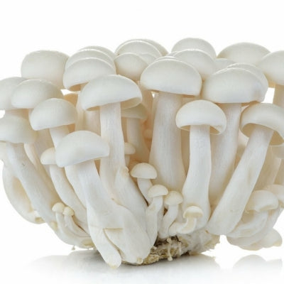 SporeKart Shroomness Milky Mushroom Liquid Culture (10ml)