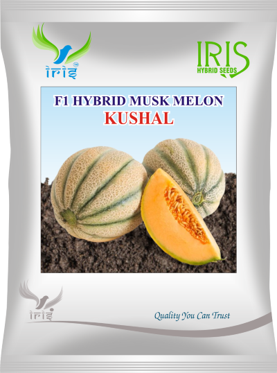 Muskmelon / Kharbooja F1 Iris Kushal