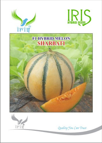 Muskmelon / Kharbooja F1 Iris Sharbati