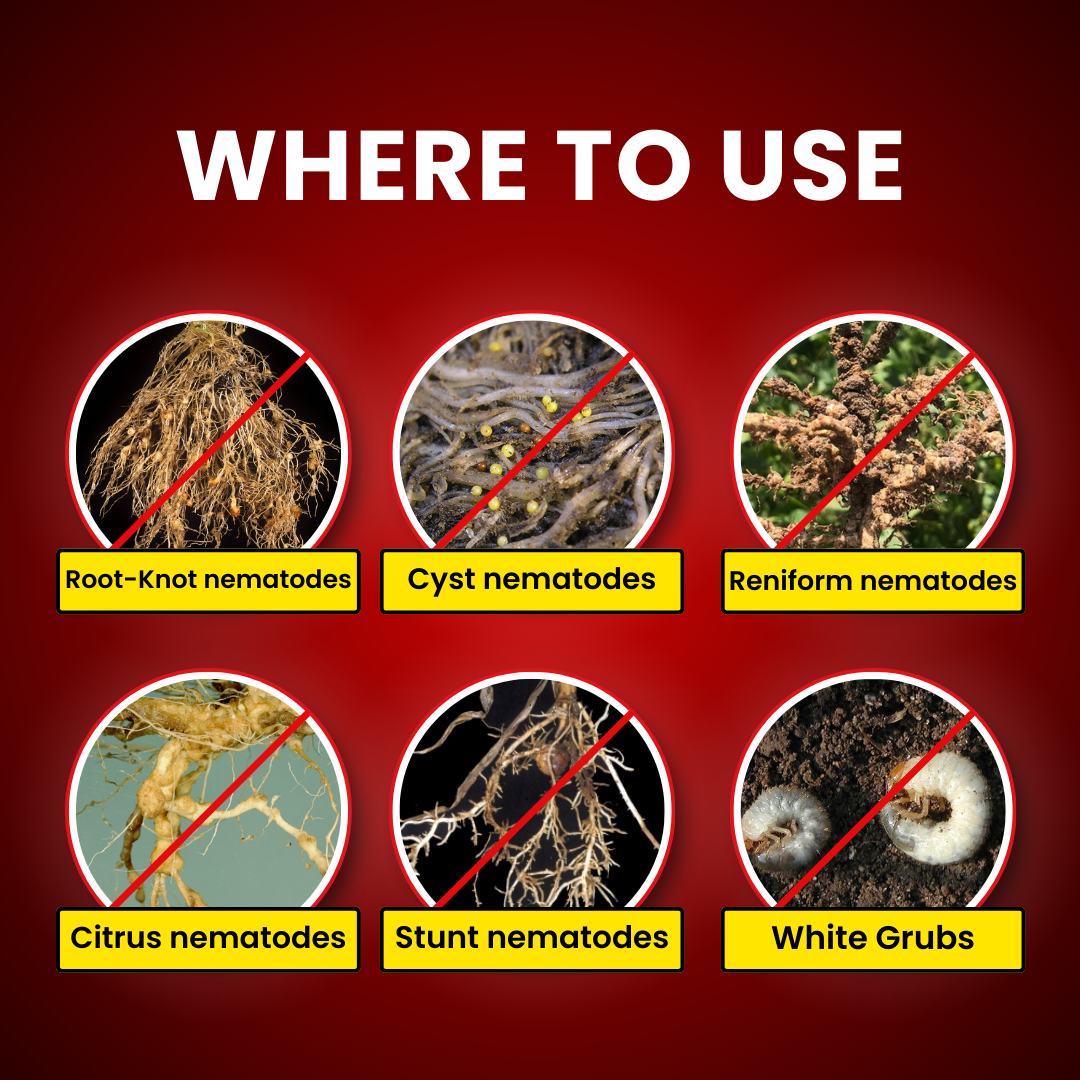 Katyayani Nema Cure - Paecilomyces Lilacinus - Bio Nematicide