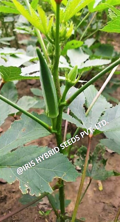 Okra / Lady Finger F1 Iris Rasika