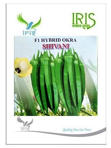 Okra / Lady Finger F1 Iris Shivani
