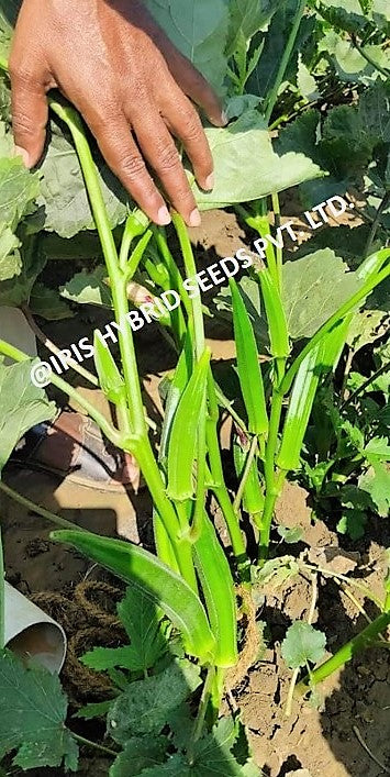 Okra / Lady Finger F1 Iris Shivani
