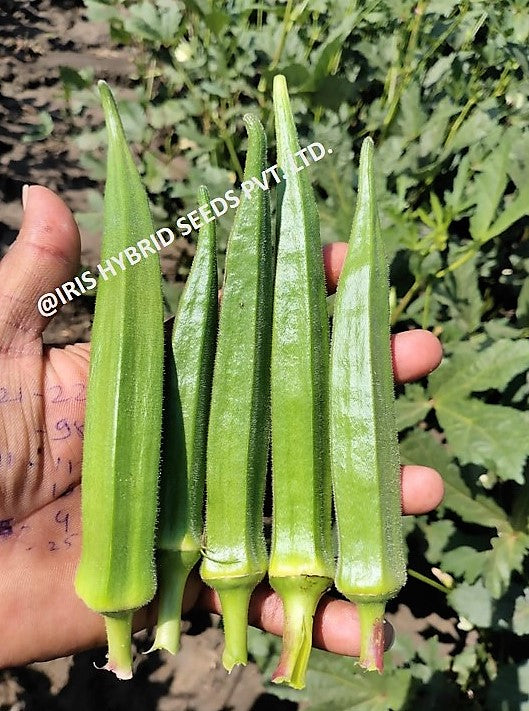 Okra / Lady Finger F1 Iris Shivani
