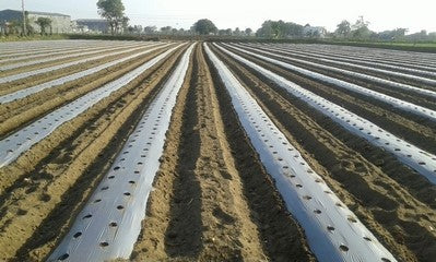 Mulching Film Silver Black  3 feet x 30 microns