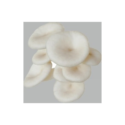 SporeKart Shroomness Paddy Straw Mushroom Spawn (Seeds)