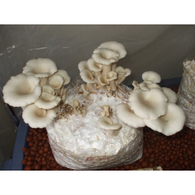SporeKart Shroomness Paddy Straw Mushroom Spawn (Seeds)
