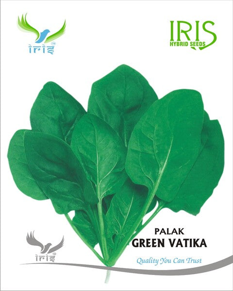 Spinach / Palak OP Iris Green Vatika (All Green)
