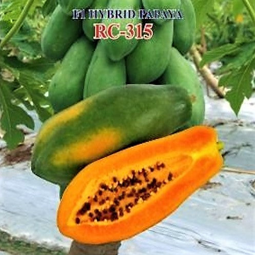 Papaya F1 Iris RC-315