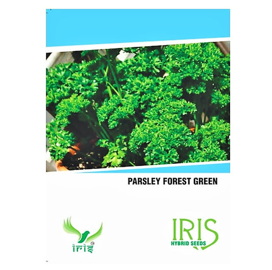 Iris Imported Parsley