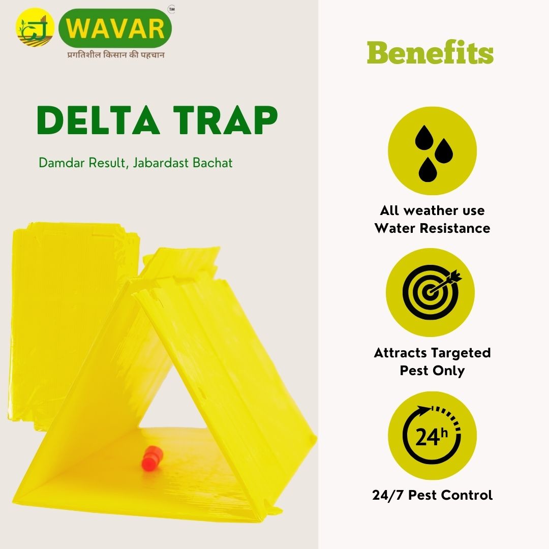 Wavar Delta Trap with Plutella Xylostella Lure