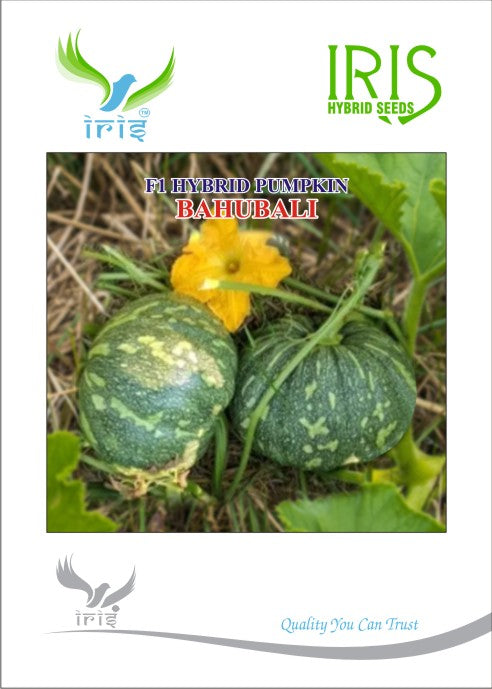 Pumpkin / Kaddoo F1 Iris Bahubali