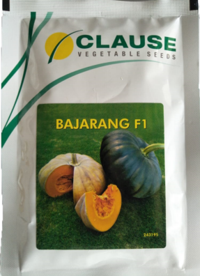 Pumpkin / Kaddoo Bajarang