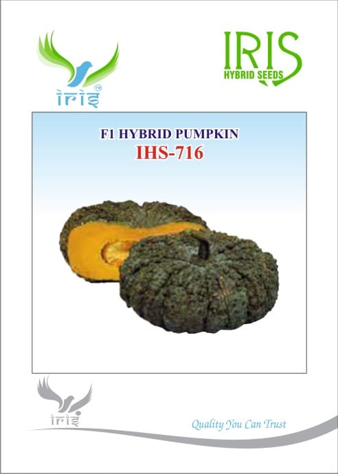 Pumpkin / Kaddoo F1 Iris IHS-716 10 grams