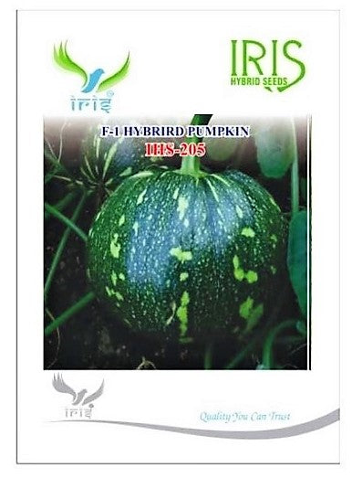 Pumpkin / Kaddoo F1 Iris IHS-205 10 grams