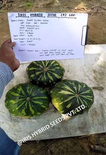 Pumpkin / Kaddoo F1 Iris IHS-205 10 grams