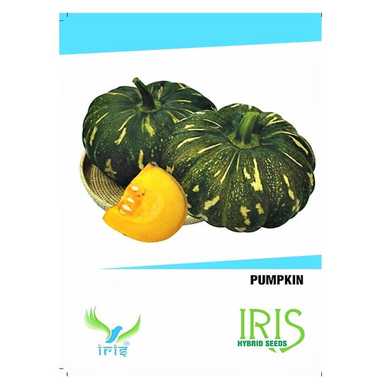 Iris F1 Pumpkin / Kaddoo