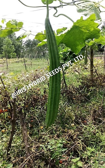 Ridgegourd / Turai F1 Hybrid Super Max